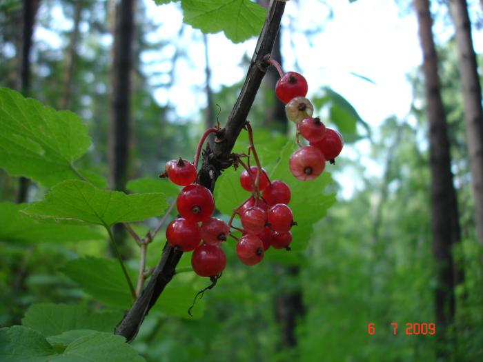 наш виноград - смородина