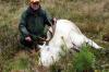 Датский охотник застрелил знаменитого на всю Норвегию лося-альбиноса Альбиона