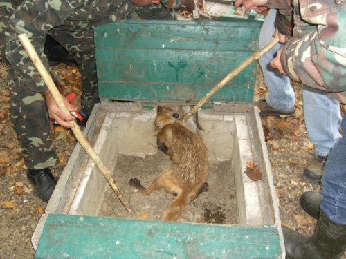фокстерьер и лиса на притравке(видна часть морды фокса)