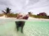 Самый счастливый в мире кабан живет на Багамах