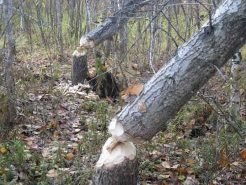 Бобры