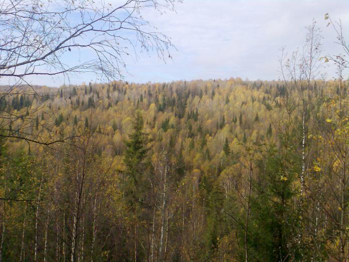 Осень в тайге