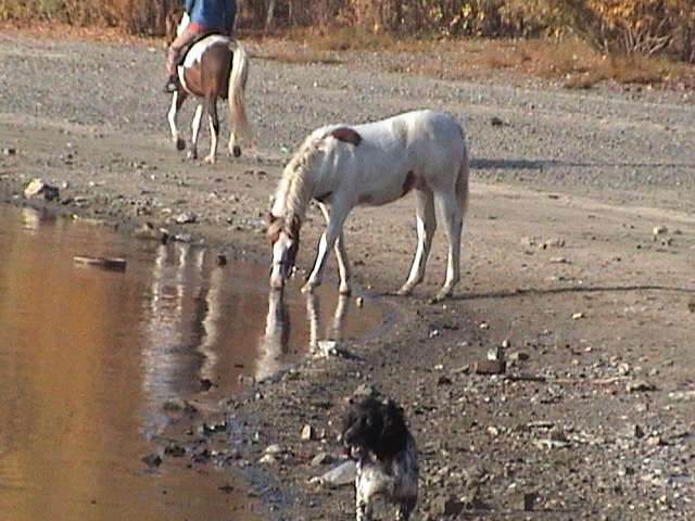 Водапой!)