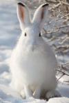 В Челябинской области сезон охоты на зайцев будет сокращен на два месяца