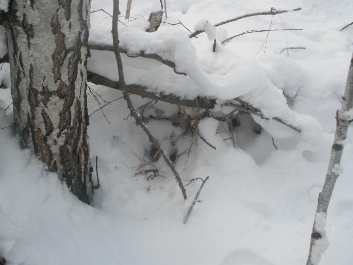 Первый снег, первая лёжка
