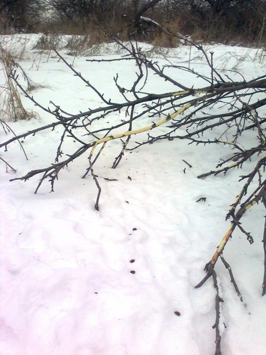 Наследили,покушали и смылись.