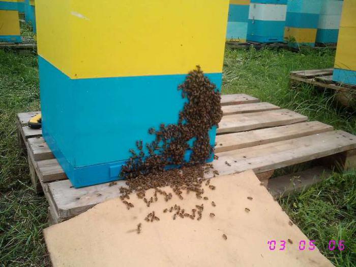 На дальний кардон собираются