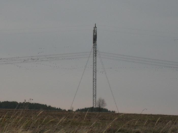 16.04.2011г .Сарапул (Ура нащупал гусиков)