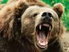 Алтайские медведи с наступлением морозов залегли в спячку