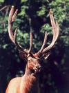 Сезон охоты на диких копытных в Приангарье начнется