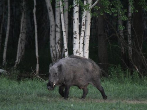 Кабан, Сибирь