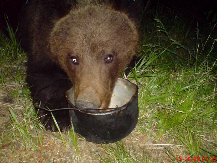 ночной гость
