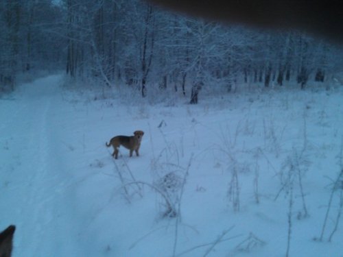 утро, снег, лес.. ищем зайку.. 