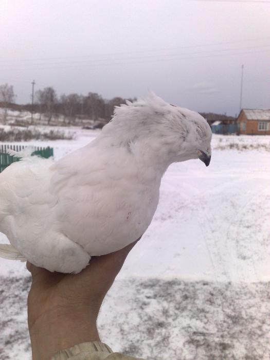 на ход ноги по пути домой 