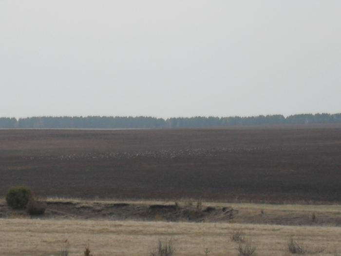 Гуси 2011 г