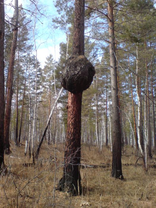 Деревянный шар