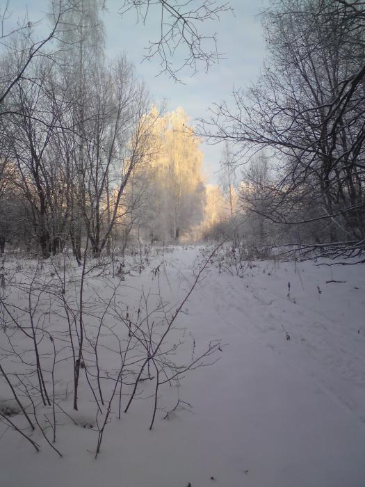 БЕРЕЗКИ