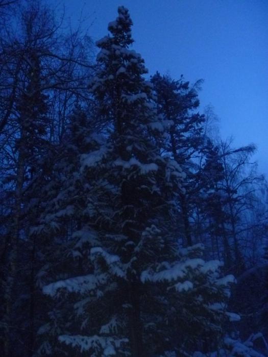 лес