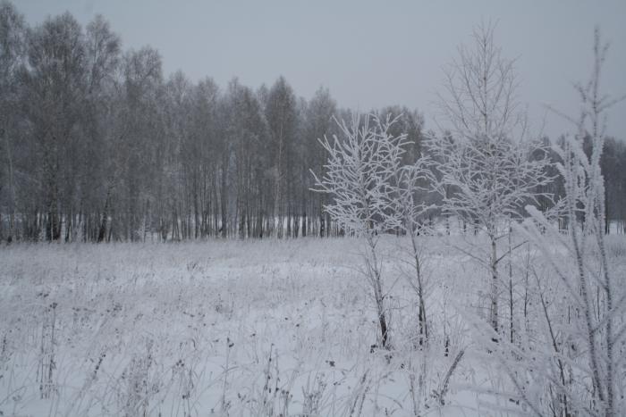 Березки