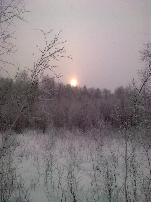 Зимний лес