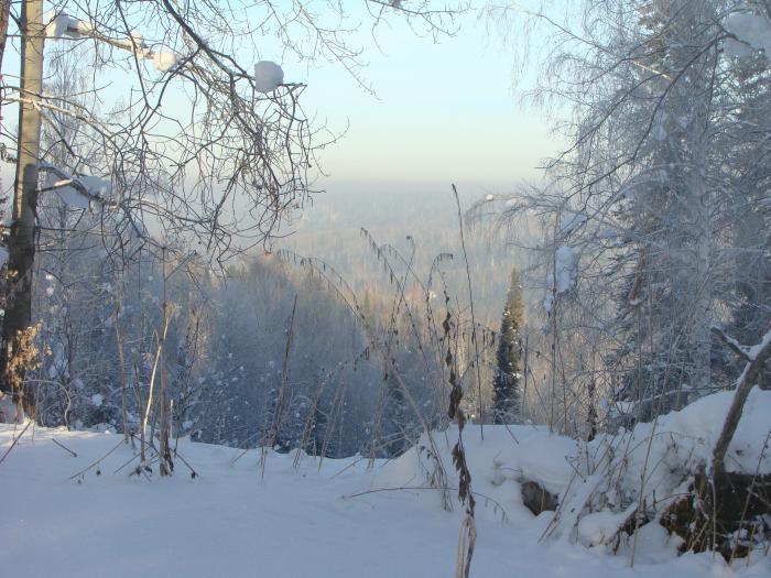 Новогодний лес