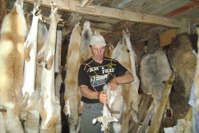 Отминаю выделанных лисиц....08.2011г.