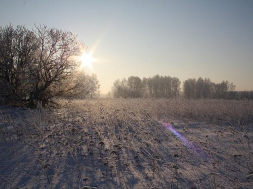 Морозное утро