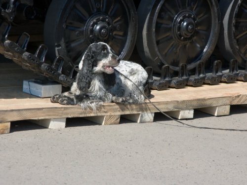 Не только птичек, но и взрывчатку ищут!