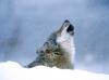 В Хакасии волки держат в страхе местных жителей