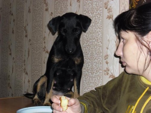 НУ ОЧЕНЬ ХОЧЕТСЯ ПИРОЖКА