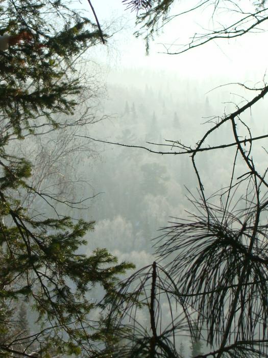 Тайга за пос.Увал 