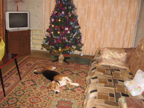 встретил Новый год!!!