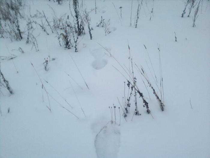 Прошел   в свои угодья