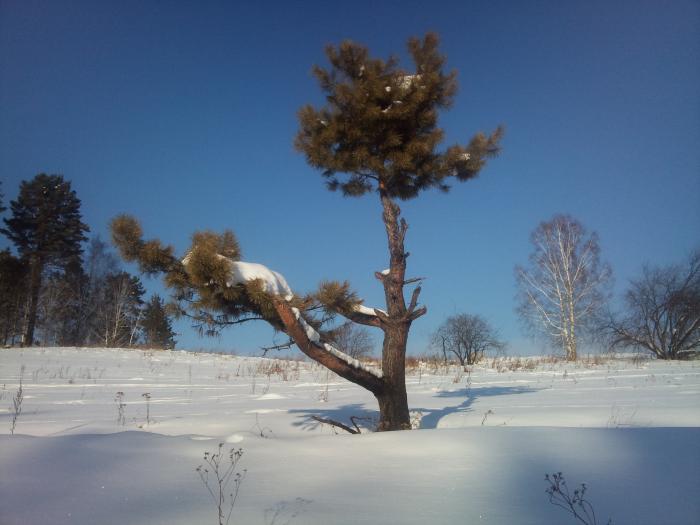 Дерево жизни