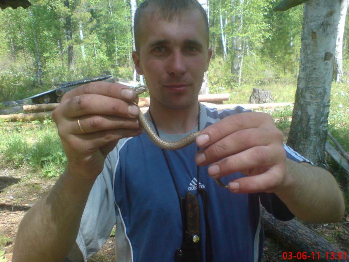 гадюка