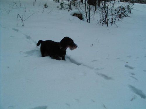 Ника, 5,5 месяцев. Первый лисий след