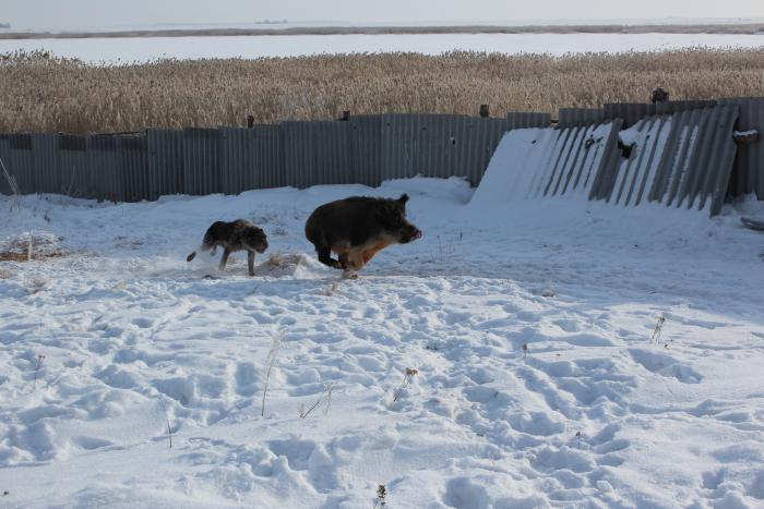Сейчас догоню!