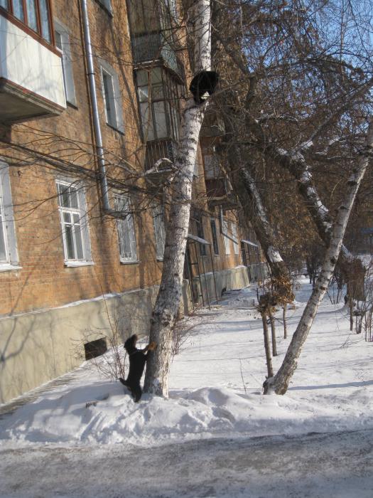 Дружба ягды и кота