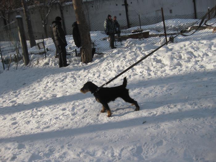 Сука ягодка 6м.