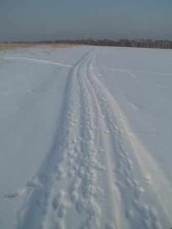 Ну очень любят они по путику побегать