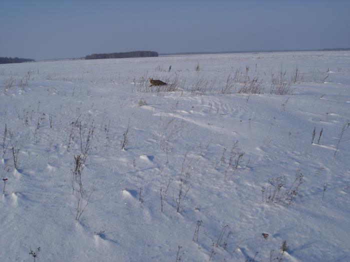 Патрикеевна