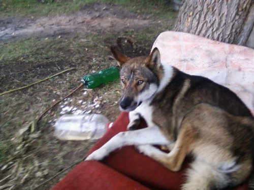 мой тимон на сиесте