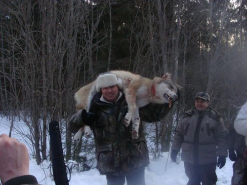 Добыта волчица Февраль 2012г. 