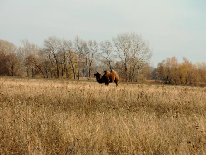 корабль пустыни заблудился..