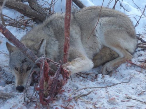 Охота 2012 волк в капкане