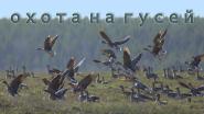 Охота на гуся в Вологодской.