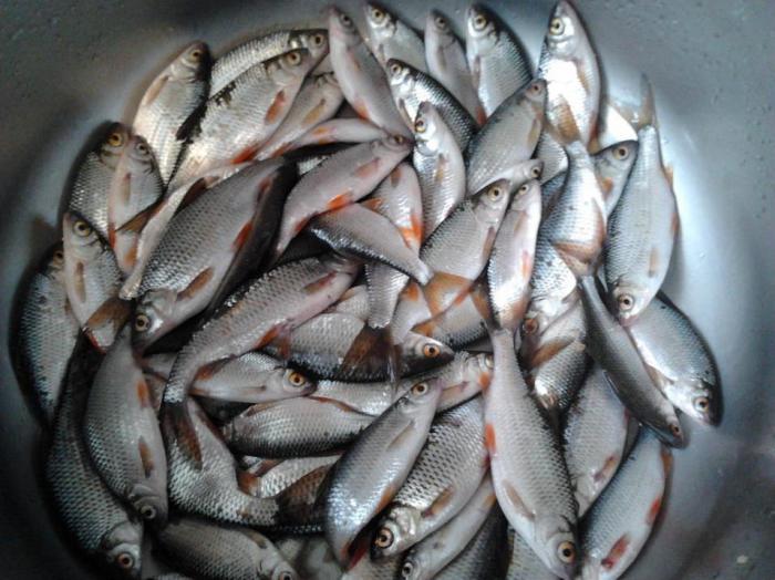 На мормышку.