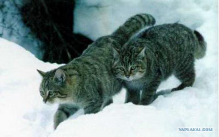Лесной кот