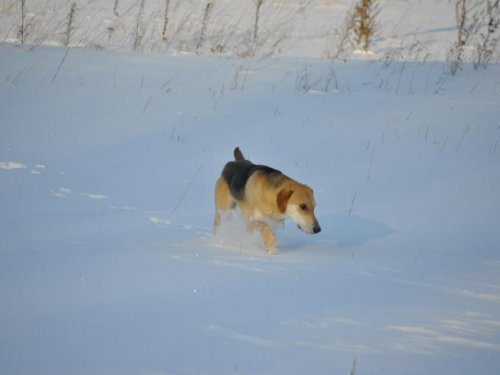 на охоте