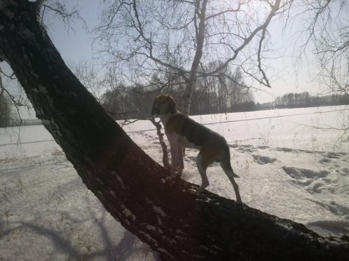 Там у него гнездо )))